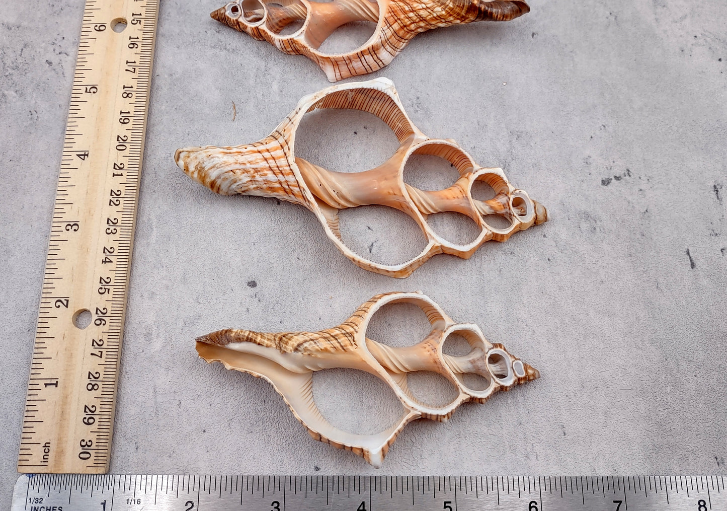 Photo of a pair of orange and cream large center cut fox shells. Copyright 2024 SeashellSupply.com