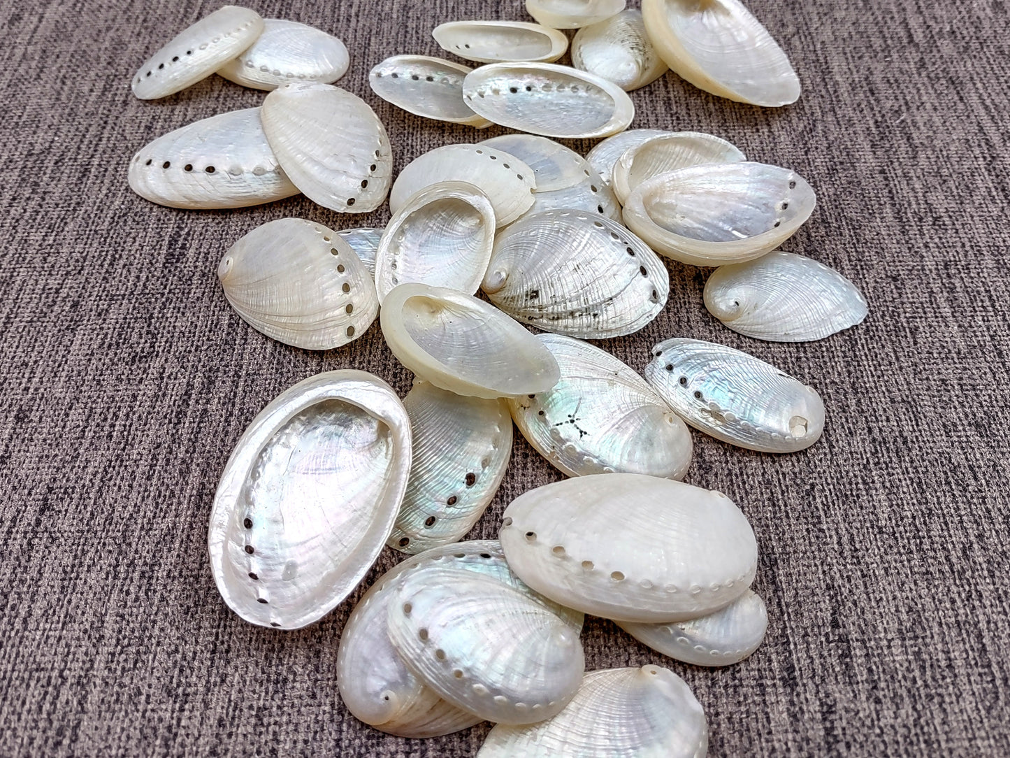 Pearlized Abalone Seashell (10 shells approx. 1-1.5 inches). multiple sand colored shells in pile. Copyright 2022 SeaShellSupply.com.