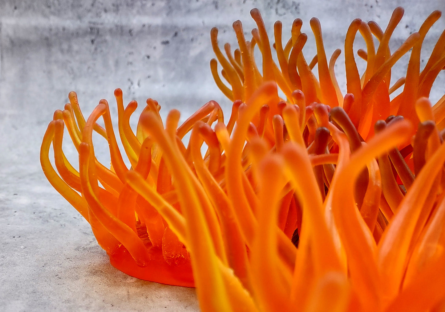 Orange FAUX Anemone - Condylactis Gigantea - (1 FAUX Anemone, Approx. 6Wx3Dx6T). Long armed orange to yellow ombre anemone with a round base. Copyright 2024 SeaShellSupply.com.