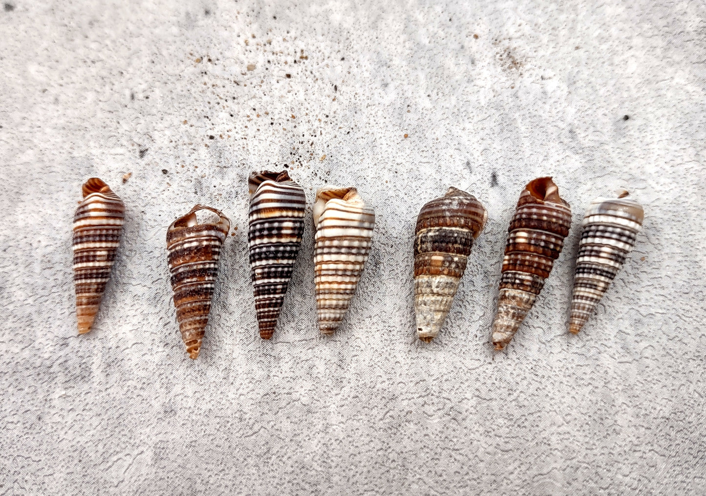 Cerithium Molniferus Seashells (approx. 190-200 pcs.). Multiple striped cone shaped shells in pile. Copyright 2024 SeaShellSupply.com.
