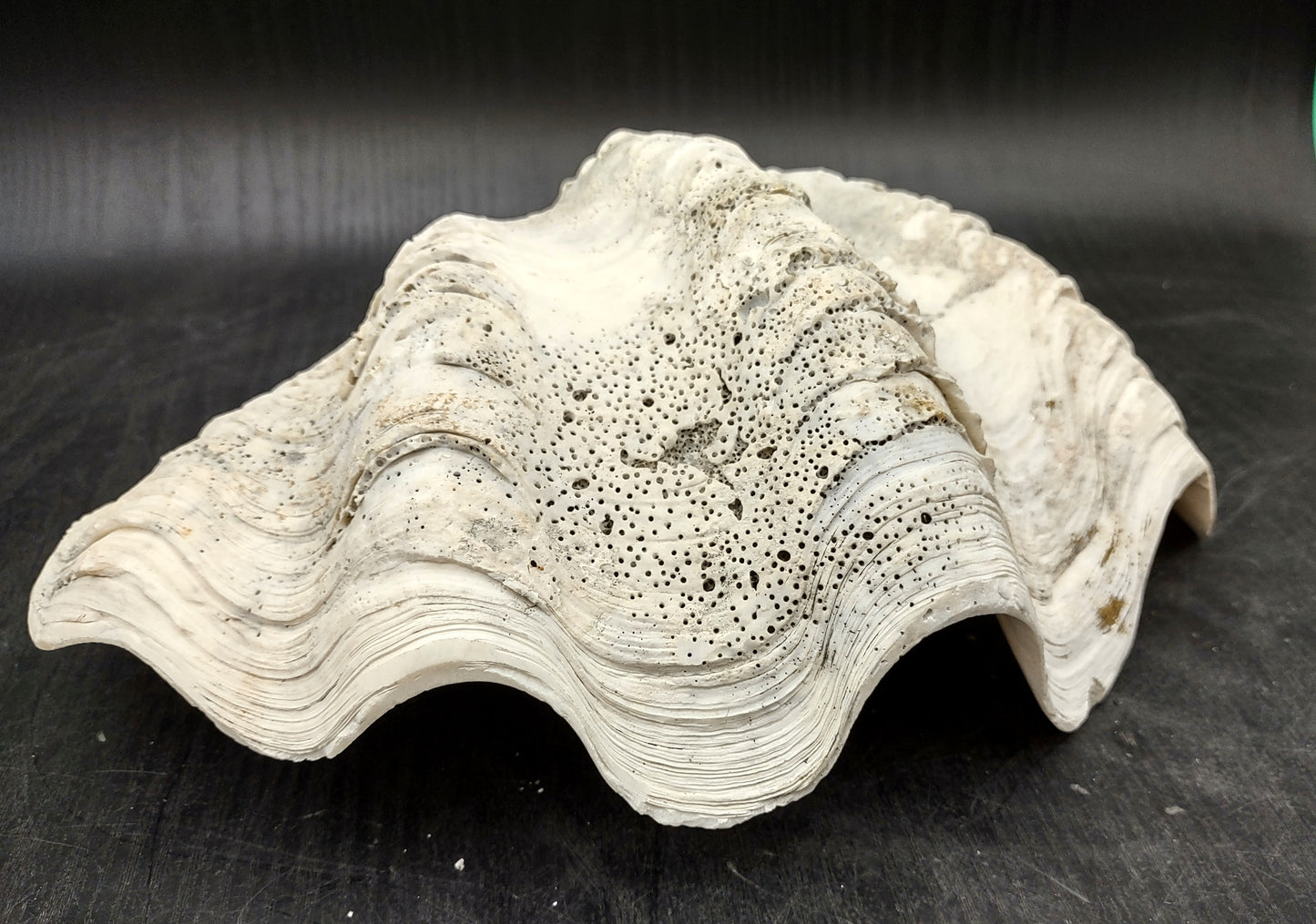 Giant clam shell individual specimen. Copyright 2024 SeashellSupply.com