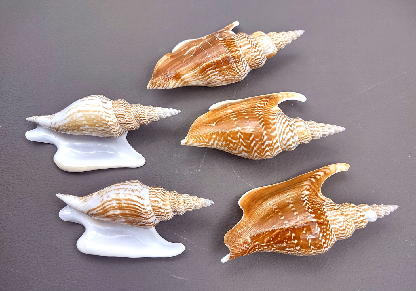 Listers Conch Shell - Strombus Listeri - (1 shell approx. 3.5-4 inches). Two orange and white spiral textured shells. Copyright 2024 SeaShellSupply.com.