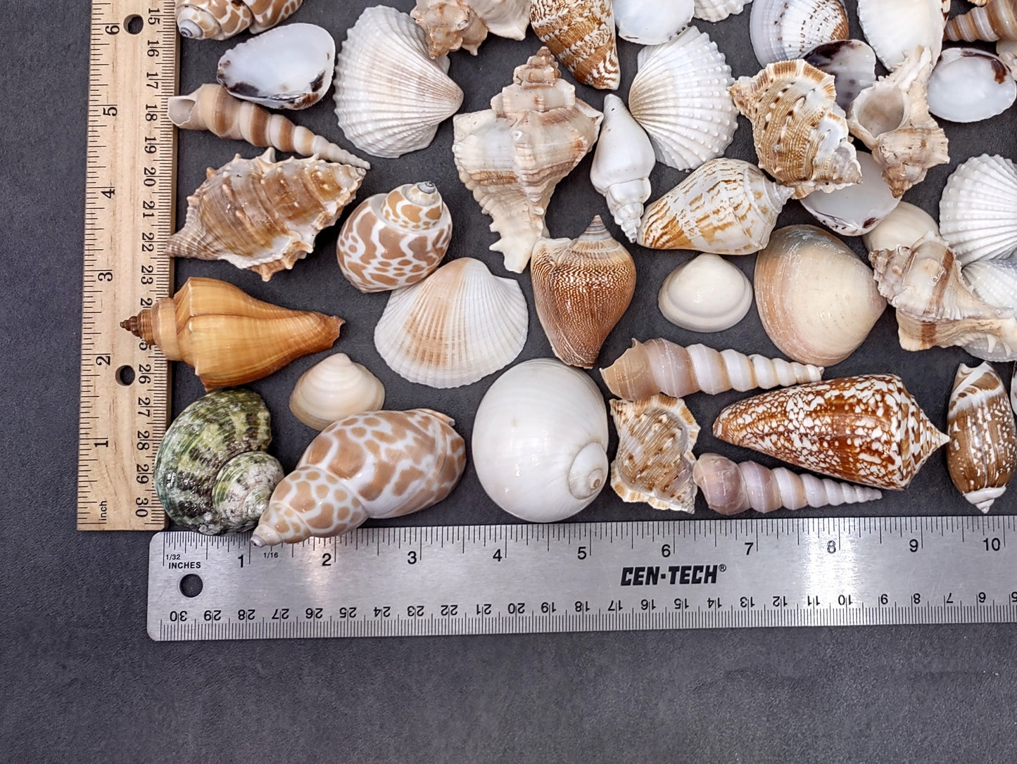 Medium Seashell Assorted Ocean Mix (Approx. 1 kilogram shells 1-2+ inches) Mixed Medium Shell Assortment for coastal crafting & decorations!