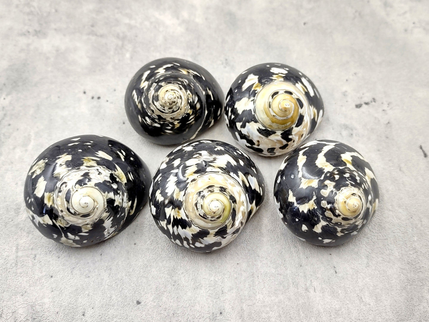 West Indian Top Polished Seashell or Magpie Striped Shell Cittarium Pica (1 shell approx. 2+ inches) Natural Sea Shell for Arts & Crafts!