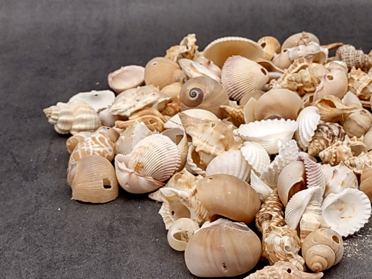 Drilled Seashells Assorted Mix (approx. 1 pound 60+ shells 0.75-1.5+ inches) Great shells for coastal crafting and collections!
