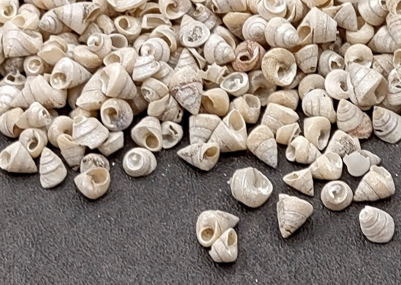 Tiny Venetian Pearl Seashells (appx. 380-400 pcs.) Pile of grey, white, and tan, small shells. Copyright 2024 SeaShellSupply.com.