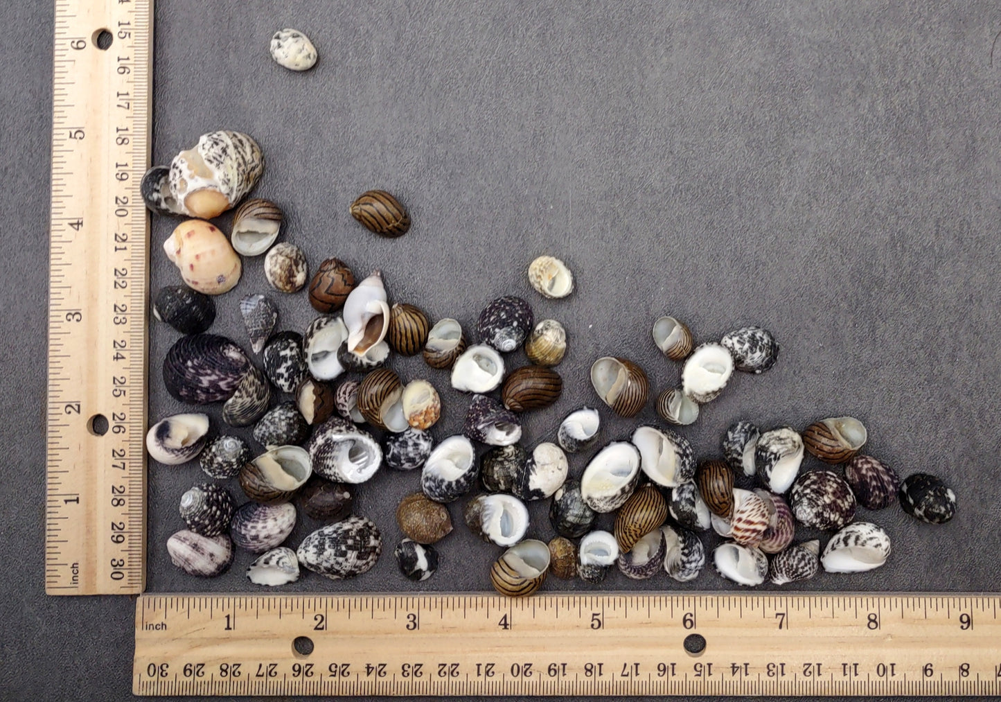 Nerite Seashell Assortment (approx. half cup 45+ shells 0.5+ inch) Great shells for coastal crafting and collections!