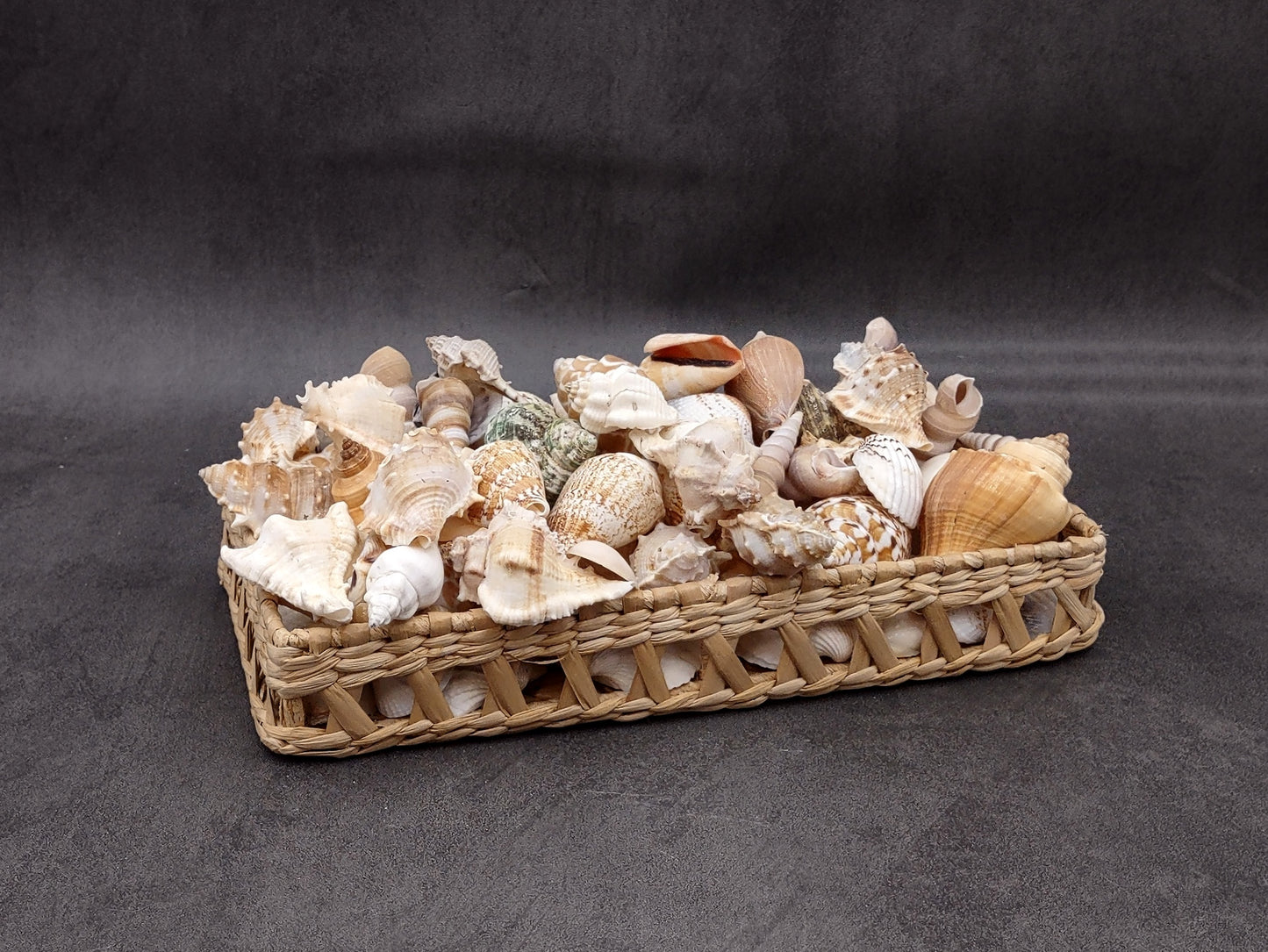 Medium Seashell Assorted Ocean Mix (Approx. 1 kilogram shells 1-2+ inches) Mixed Medium Shell Assortment for coastal crafting & decorations!