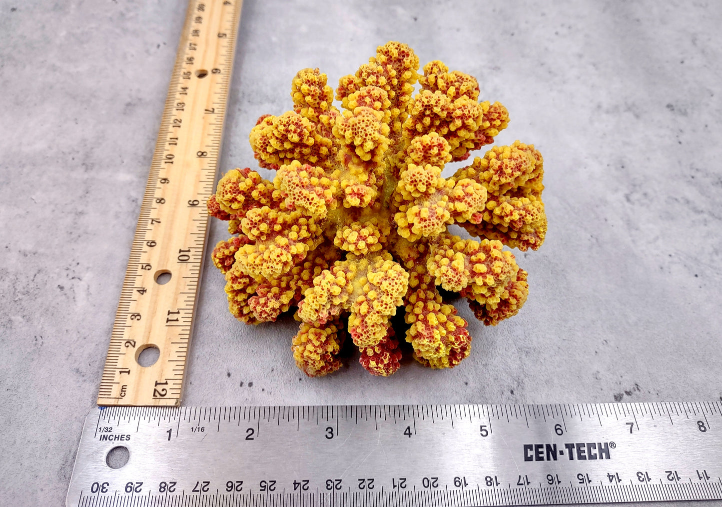 Yellow Rose FAUX Cluster Coral - Pocillopora Elegans - 1 faux coral approx. 5Wx3Dx4T with some dark pink arms on light background Copyright 2022 SeaShellSupply.com.