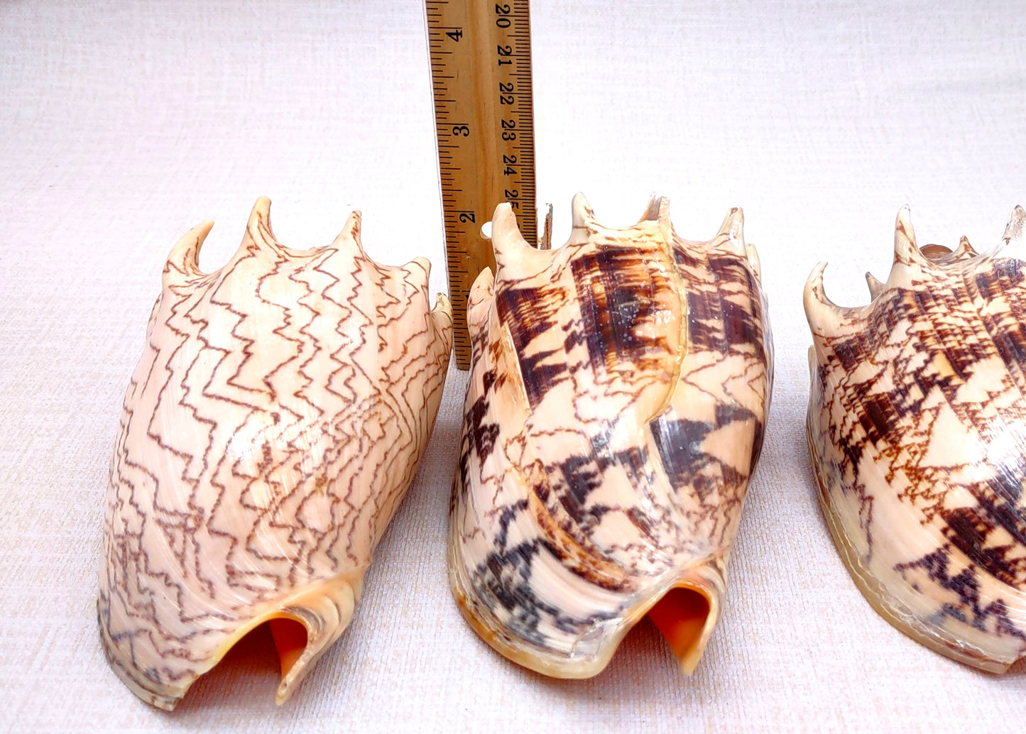 Imperial Volute Seashell Voluta Imperialis (1 shell approx. 5+ inches) Great shells for coastal crafting decor & collections!