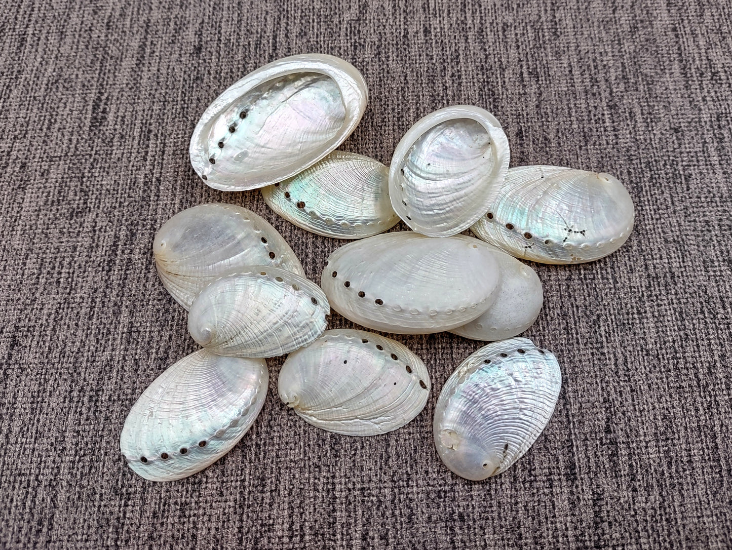 Pearlized Abalone Seashell (10 shells approx. 1-1.5 inches). multiple sand colored shells in pile. Copyright 2022 SeaShellSupply.com.