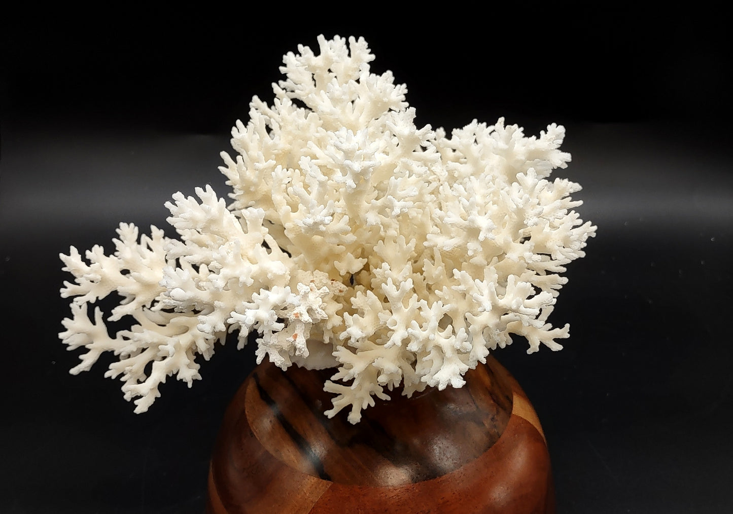 White Lace Coral Large Cluster Pocillopora Damicornis (1 coral approx. 9L x 5.5H X 8D inches) Unique Addition to Any Nautical Display!