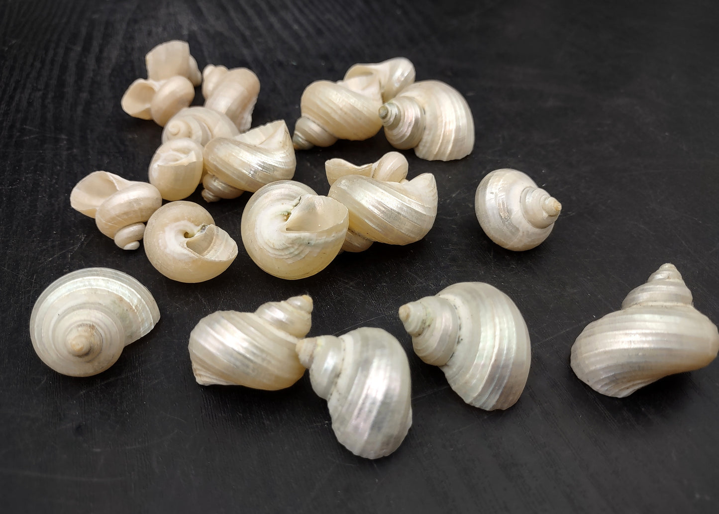 Pearlized Turbo Seashells (10 shells approx. 0.75+ inches) Neat shells for coastal crafting decor & collections!