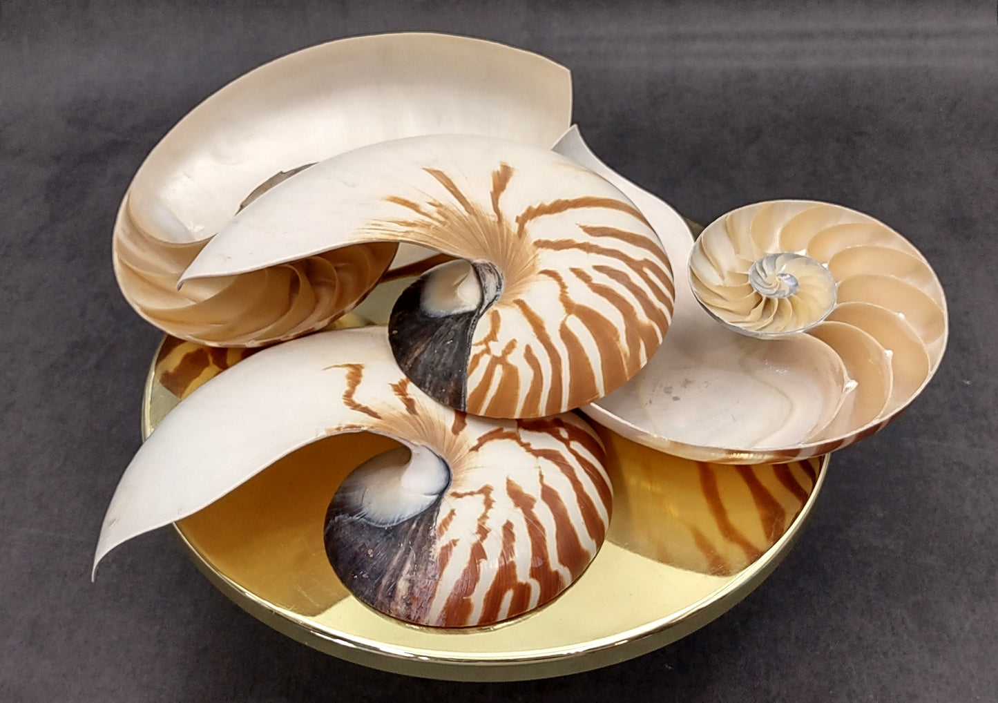 Natural Nautilus Seashell Left Cut Single Half Nautilus Pompilius (1 HALF shell approx. 7+ inches) Shells for coastal decor & collections!