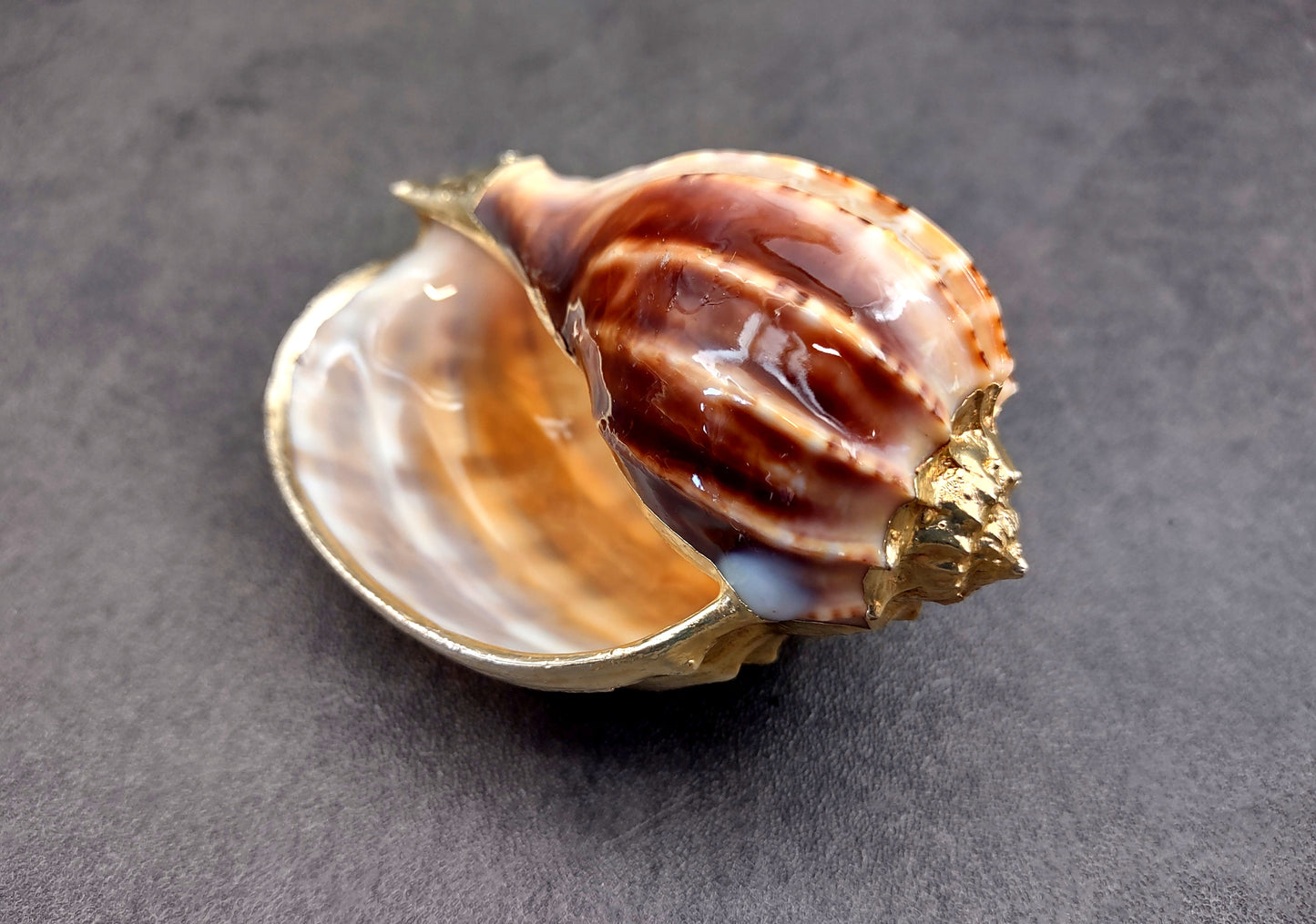 Silver-Plated Major Harp - Harpa Harpa - (1 Shell approx. 3+ inches) One silver plated harp shell. Copyright 2024 SeaShellSupply.com