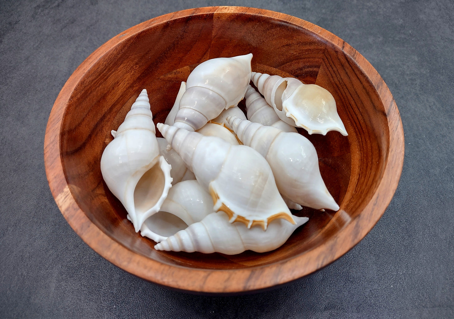 Delicate Tibia Shell - Tibia Delicatula - (3 shells approx. 3-4 inches). Three white and tan shaded spiral shells with a small opening at the end. Copyright 2022 SeaShellSupply.com.