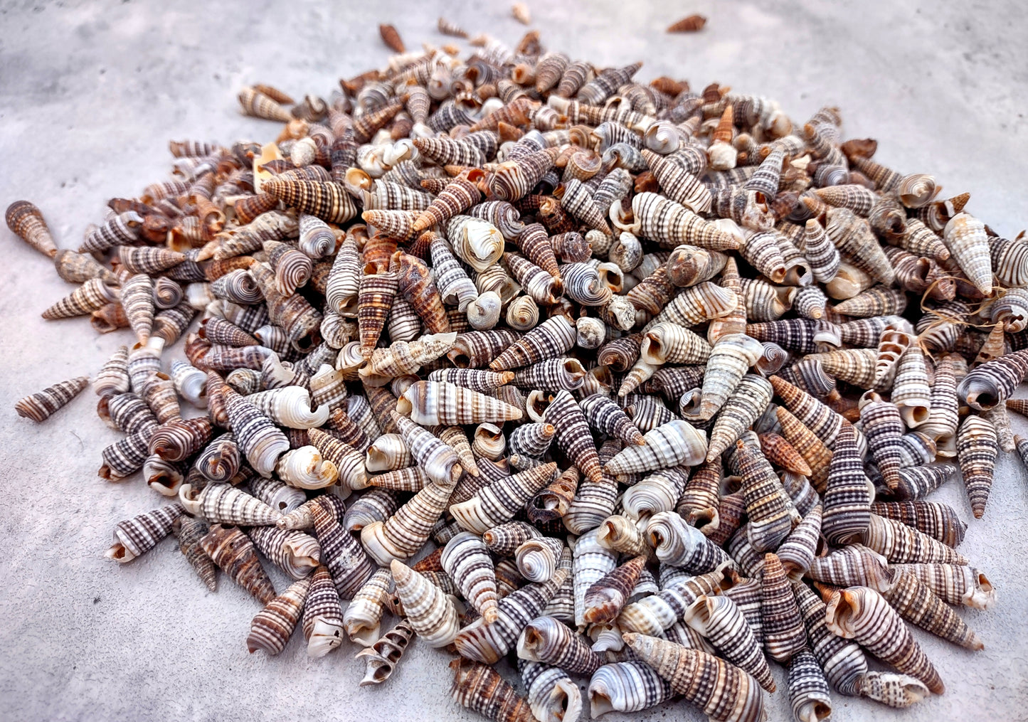 Cerithium Molniferus Seashells (approx. 190-200 pcs.). Multiple striped cone shaped shells in pile. Copyright 2024 SeaShellSupply.com.