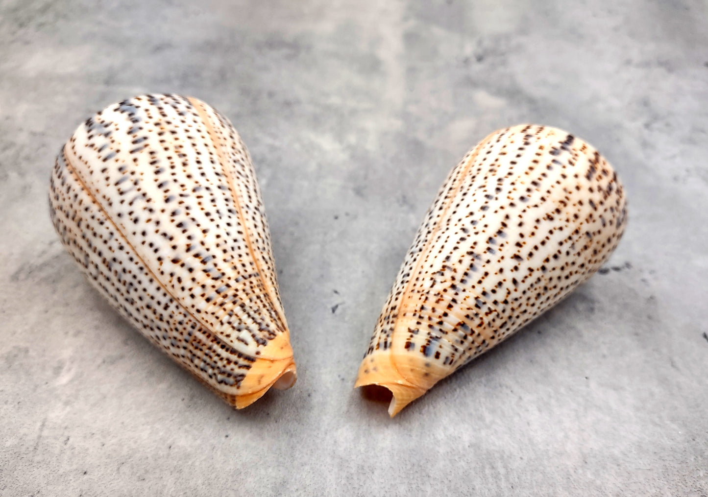 Suratan Cone Seashell (3 inch) - Conus Suratensis. Mainly white shells with black spots, one sitting to show the design and one to show the opening. Copyright 2024 SeaShellSupply.com.