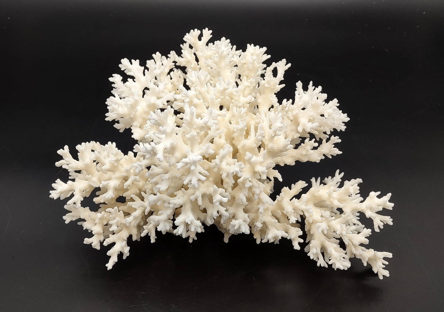 White Lace Coral Large Cluster Pocillopora Damicornis (1 coral approx. 9L x 5.5H X 8D inches) Unique Addition to Any Nautical Display!