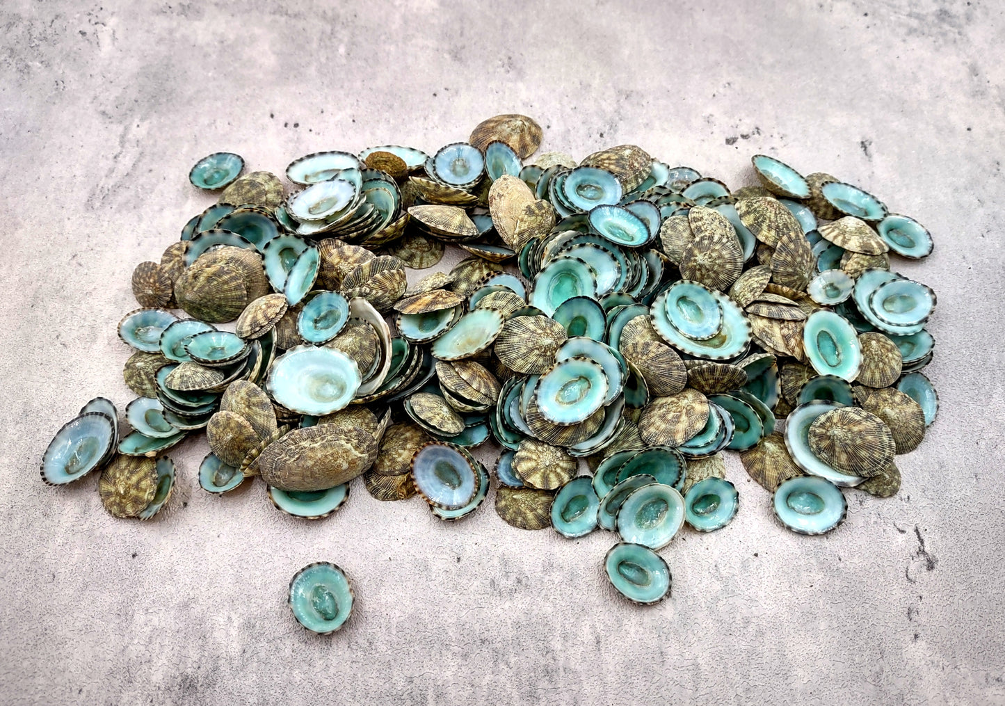 Green Limpet Seashells Sutorria Mesoleuca (1 cup approx. 240+ shells 0.5+ inches) Copyright 2024 SeaShellSupply.com