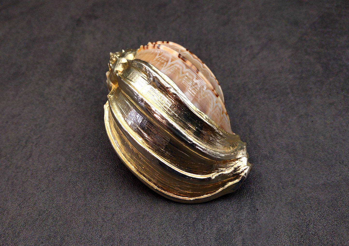 Silver-Plated Major Harp - Harpa Harpa - (1 Shell approx. 3+ inches) One silver plated harp shell. Copyright 2024 SeaShellSupply.com