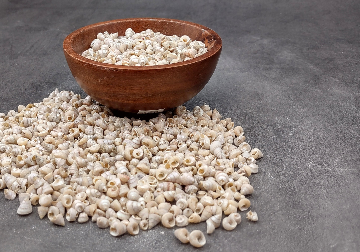 Tiny Venetian Pearl Seashells (appx. 380-400 pcs.) Pile of grey, white, and tan, small shells. Copyright 2024 SeaShellSupply.com.