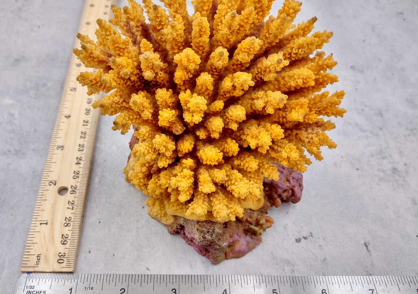 Yellow FAUX Table Coral Acropora Hyacinthus (1 FAKE Coral approx. 3Dx4Tx4W inches) Perfect coral for any coastal display or crafting!
