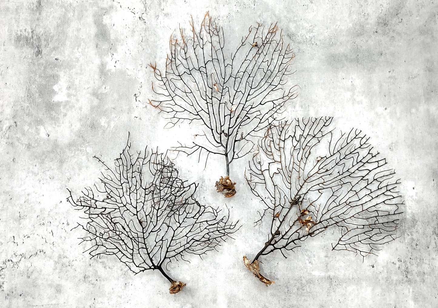 Black Sea Fan - Gorgonia Ventalina - (1 fan approx. 5-7 inches). One black sea fan with long black arms and a brown base. Copyright 2024 SeaShellSupply.com.