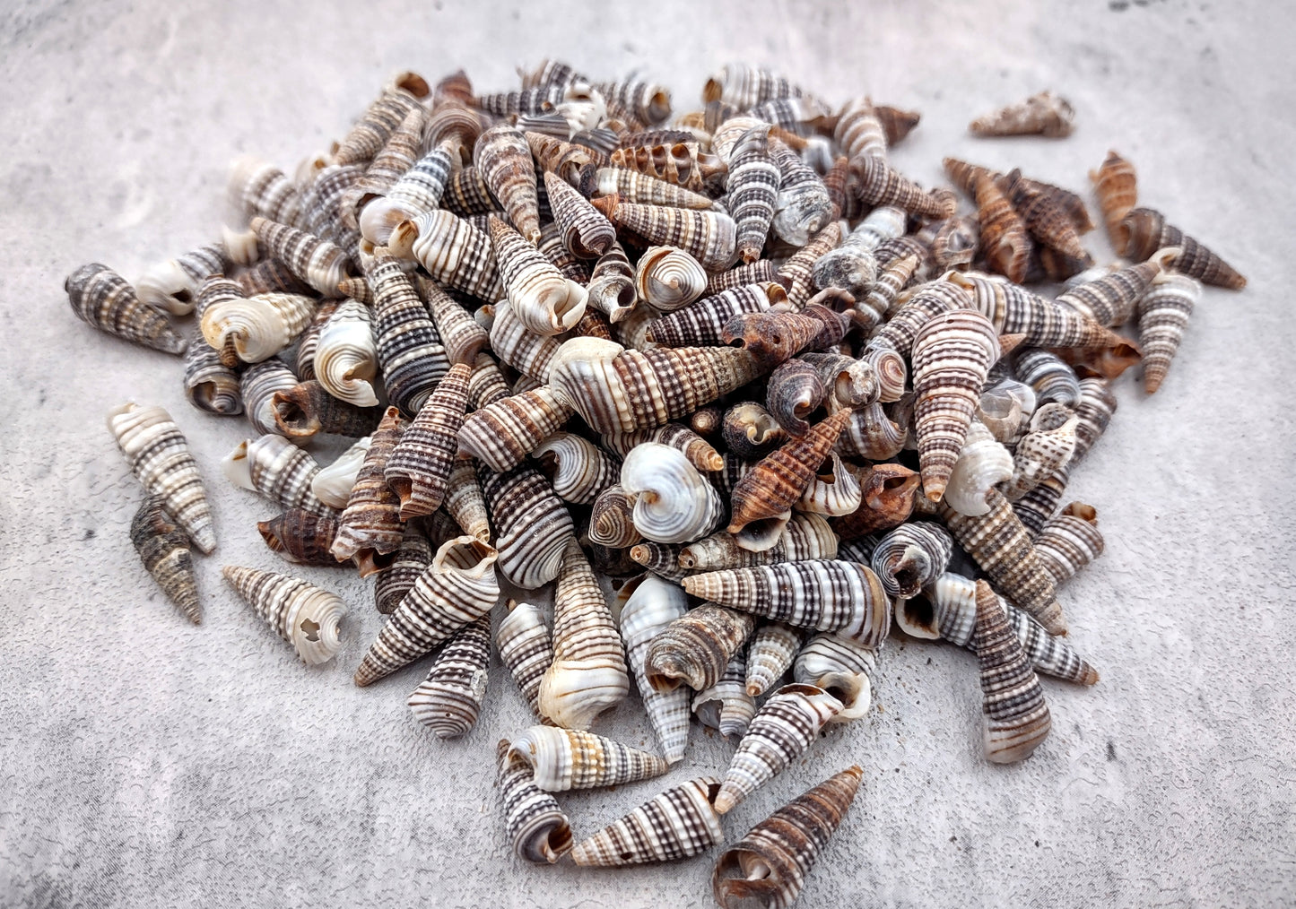 Cerithium Molniferus Seashells (approx. 190-200 pcs.). Multiple striped cone shaped shells in pile. Copyright 2024 SeaShellSupply.com.