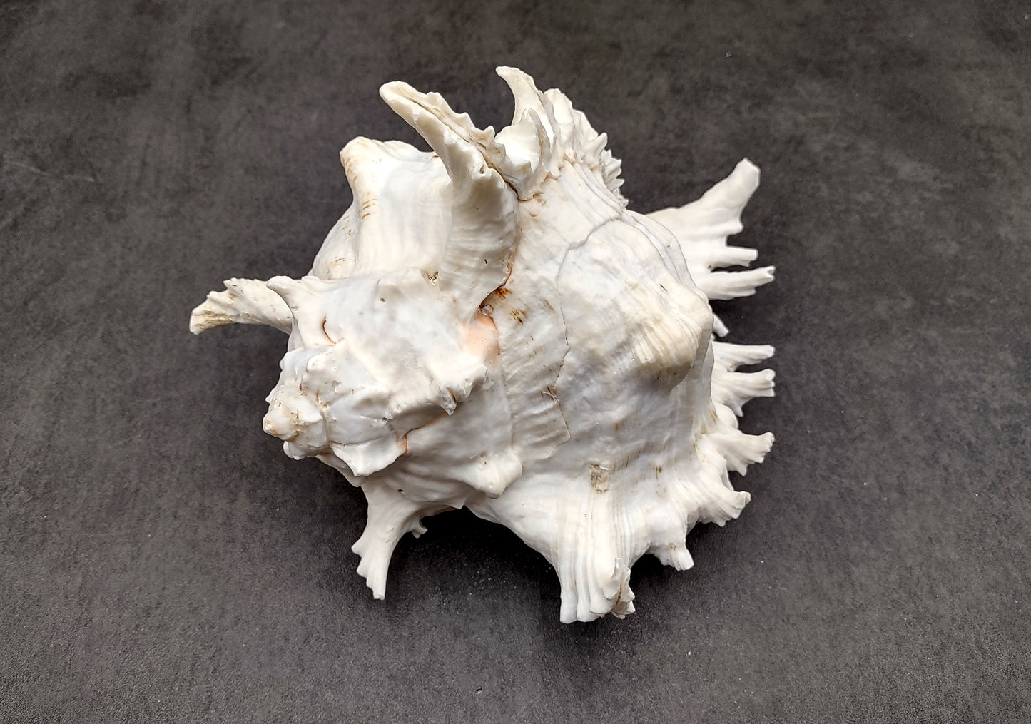 Ramose Murex Seashell Chicoreus Ramosus (1 shell approx. 7+ inches) Great shells for coastal crafting décor & collections!