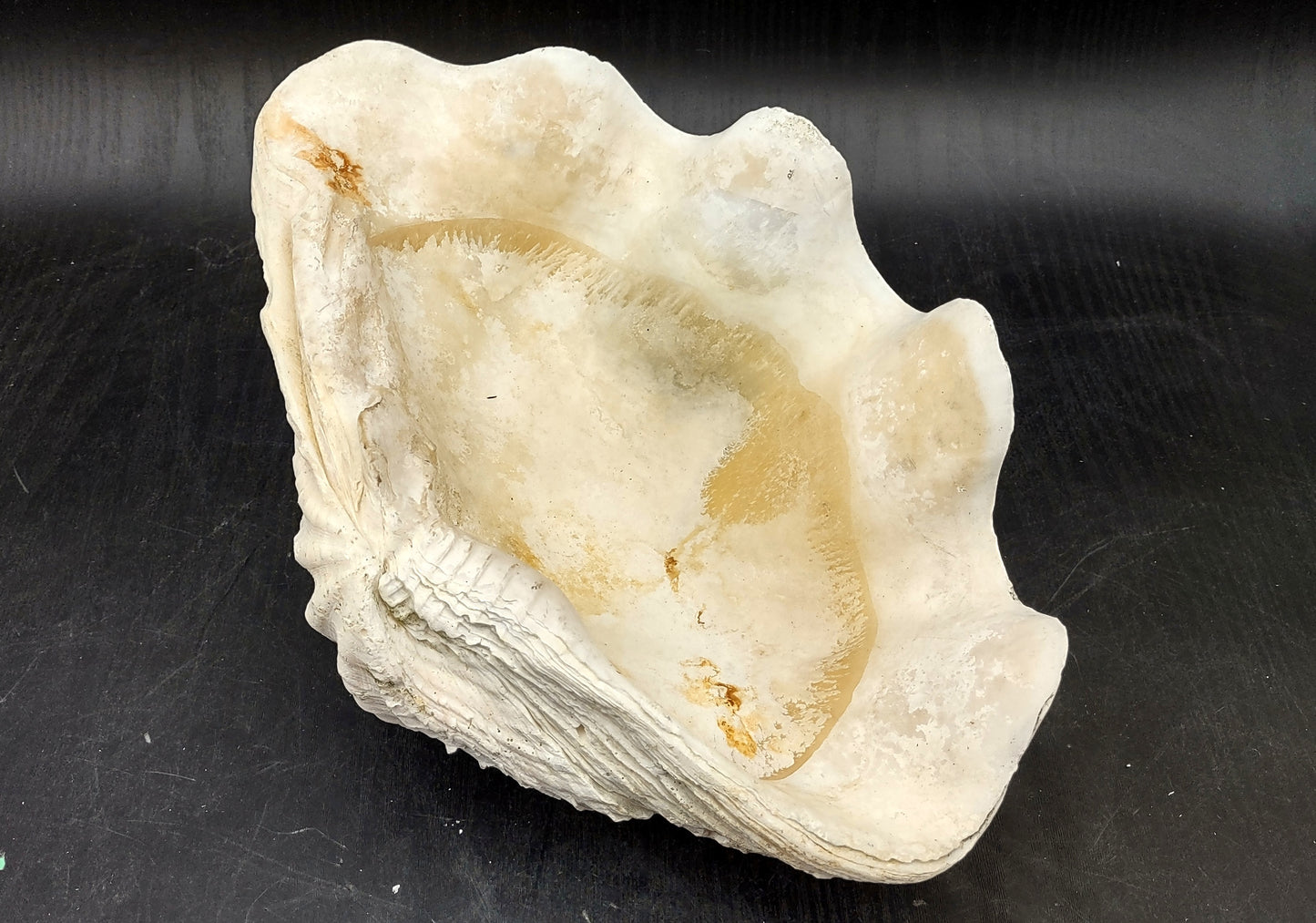 Giant clam shell individual specimen. Copyright 2024 SeashellSupply.com