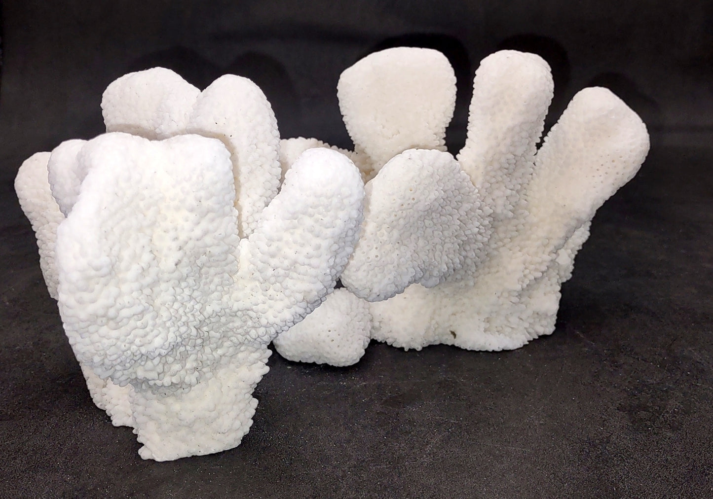 White Catspaw Coral Cluster Pocillopora Palifera (1 coral approx. 5-6+ inches) Great for ocean decor art projects & collecting!