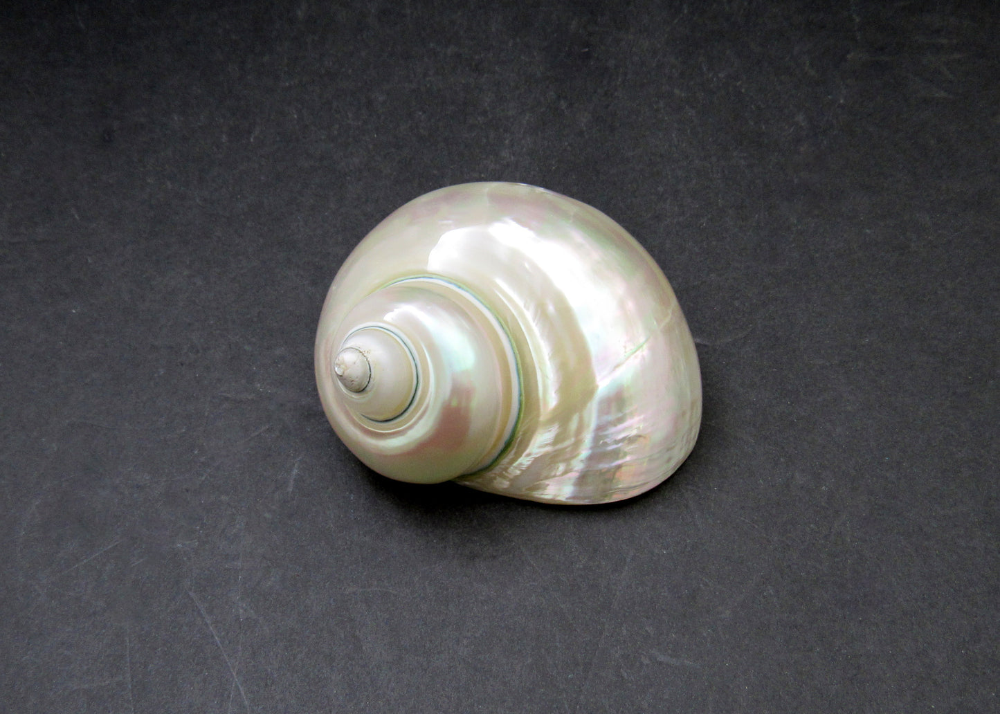 Pearlized Jade Turbo Shell Turbo Burgessi (1 shell approx. 3.5+ inches) Special shells for coastal crafting decor & collections!