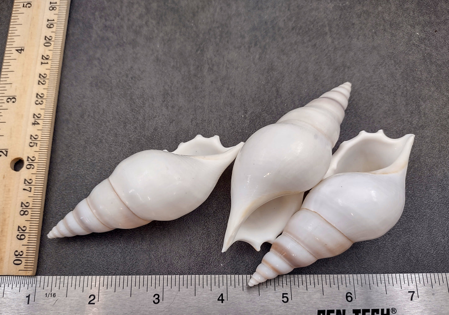 Delicate Tibia Shell - Tibia Delicatula - (3 shells approx. 3-4 inches). Three white and tan shaded spiral shells with a small opening at the end. Copyright 2022 SeaShellSupply.com.