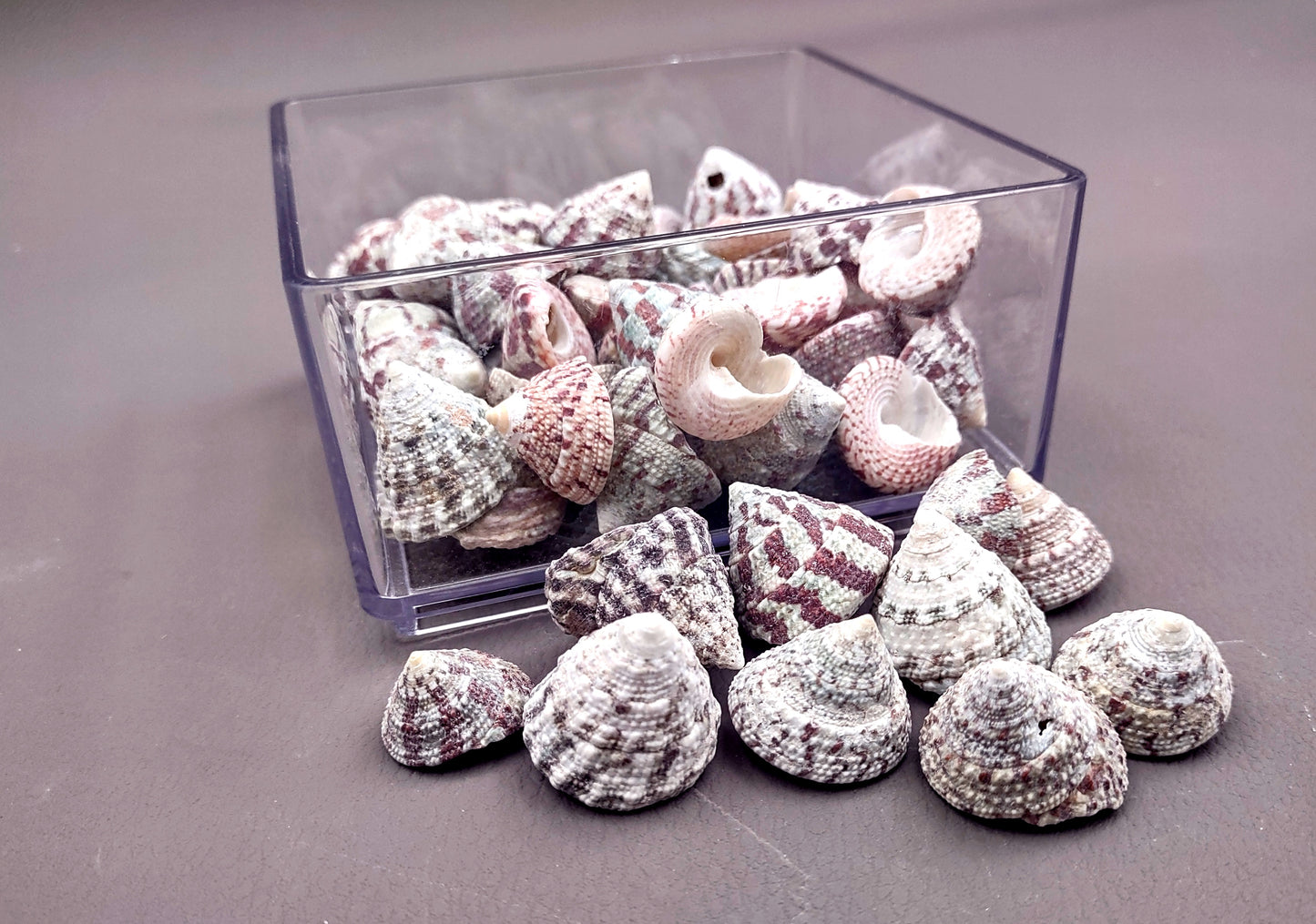 Christmas Tree Top Shells - Trochus Radiatus - (10 shells approx. .5-1 inches). Different shades of Orange and Teal shells in pile. Copyright 2024 SeaShellSupply.com.