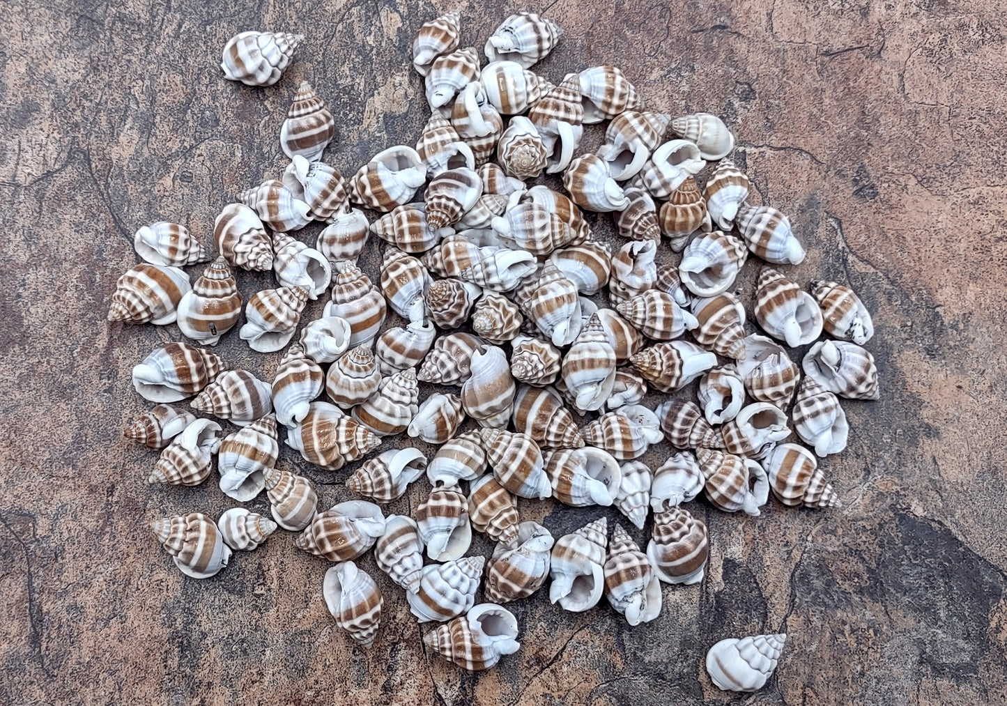 Nassarius Phyrrus Seashells - Red-banded Nassa (approx. 65-75 shells .5-.75 inches). Brown and white striped shells in a pile. Copyright 2022 SeaShellSupply.com.