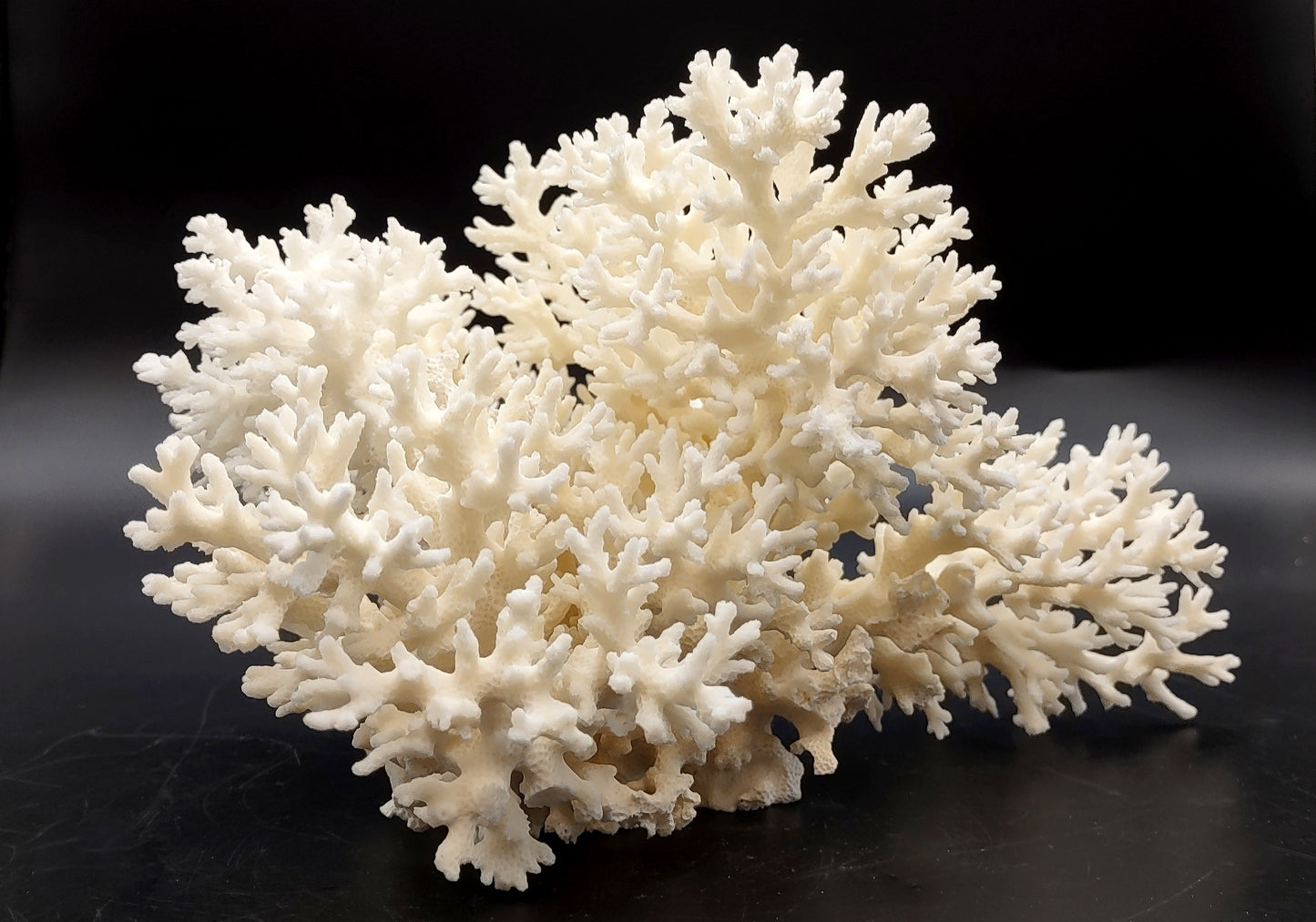 White Lace Coral Large Cluster Pocillopora Damicornis (1 coral approx. 9L x 5.5H X 8D inches) Unique Addition to Any Nautical Display!