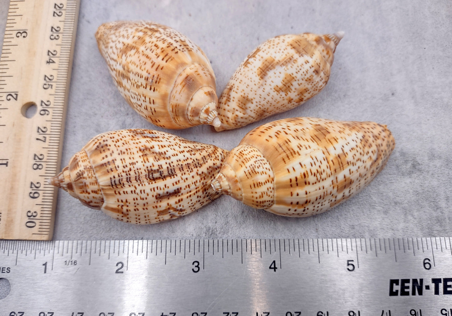 Brown Lined Volute Seashells Harpulina Lapponica (4 shells approx. 2+ inches) Neat shells for coastal crafting decor & collections!
