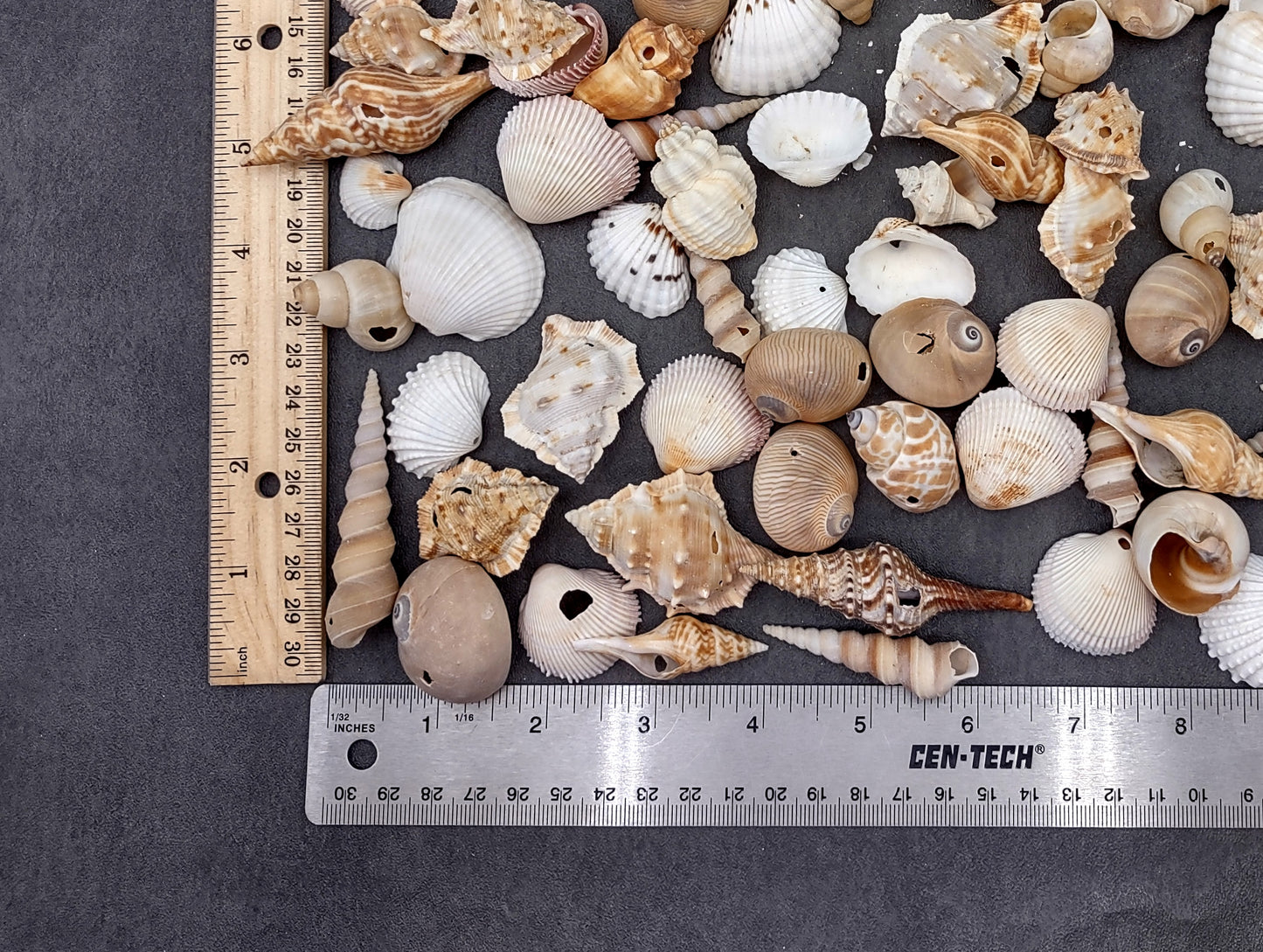 Drilled Seashells Assorted Mix (approx. 1 pound 60+ shells 0.75-1.5+ inches) Great shells for coastal crafting and collections!