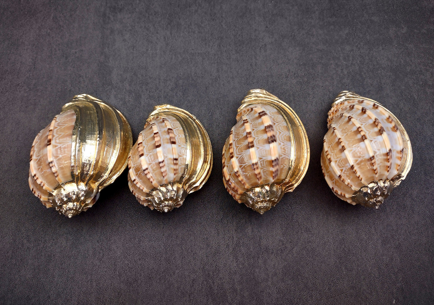 Silver-Plated Major Harp - Harpa Harpa - (1 Shell approx. 3+ inches) One silver plated harp shell. Copyright 2024 SeaShellSupply.com