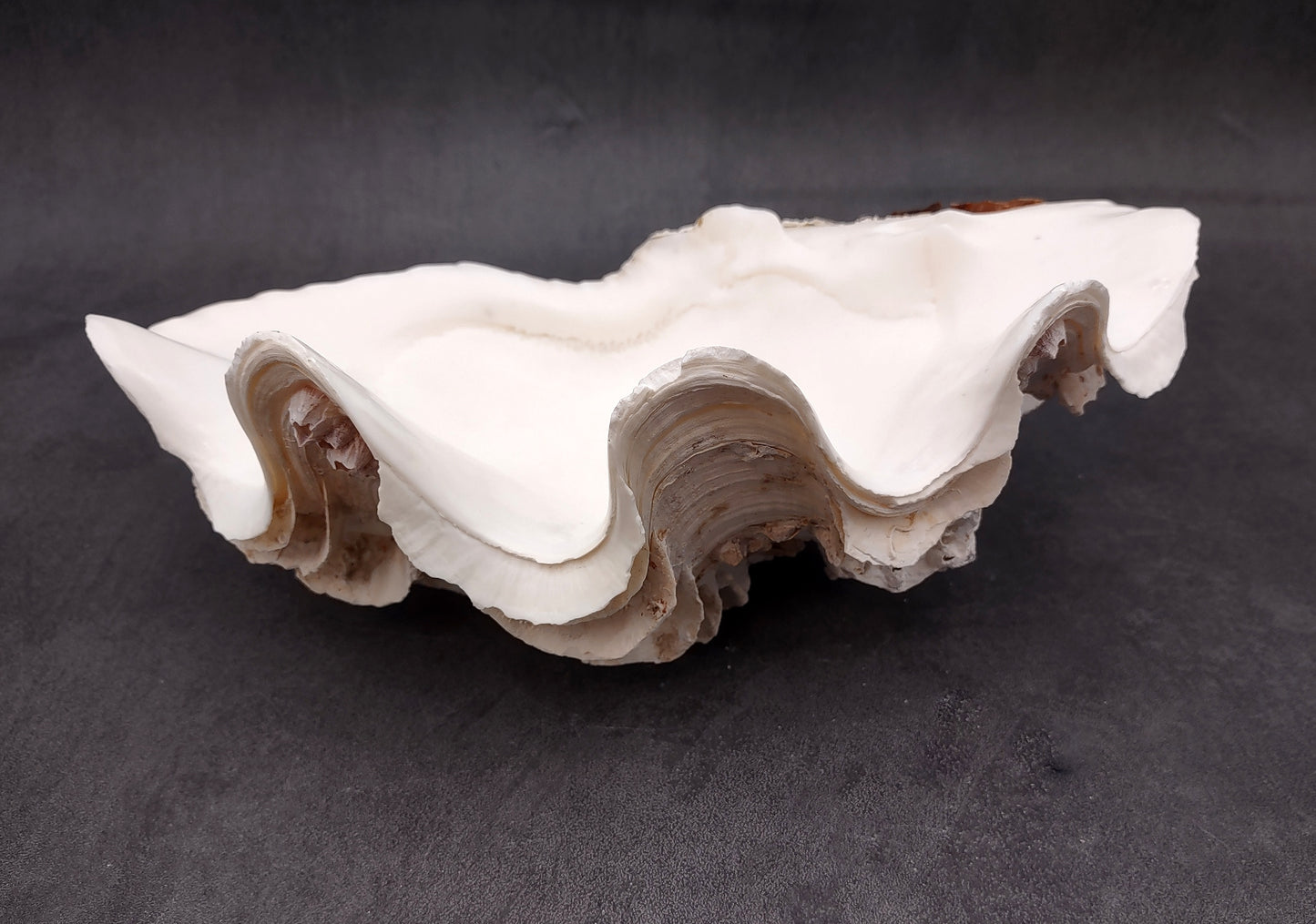 Giant Ruffled Clam Shell Half (1 half shell approx. 10.25L x 3.25H x 6.5D inches) Great rare clam shell for decor & display! Natural colored and weathered clam shell. Copyright 2024 SeaShellMart.com