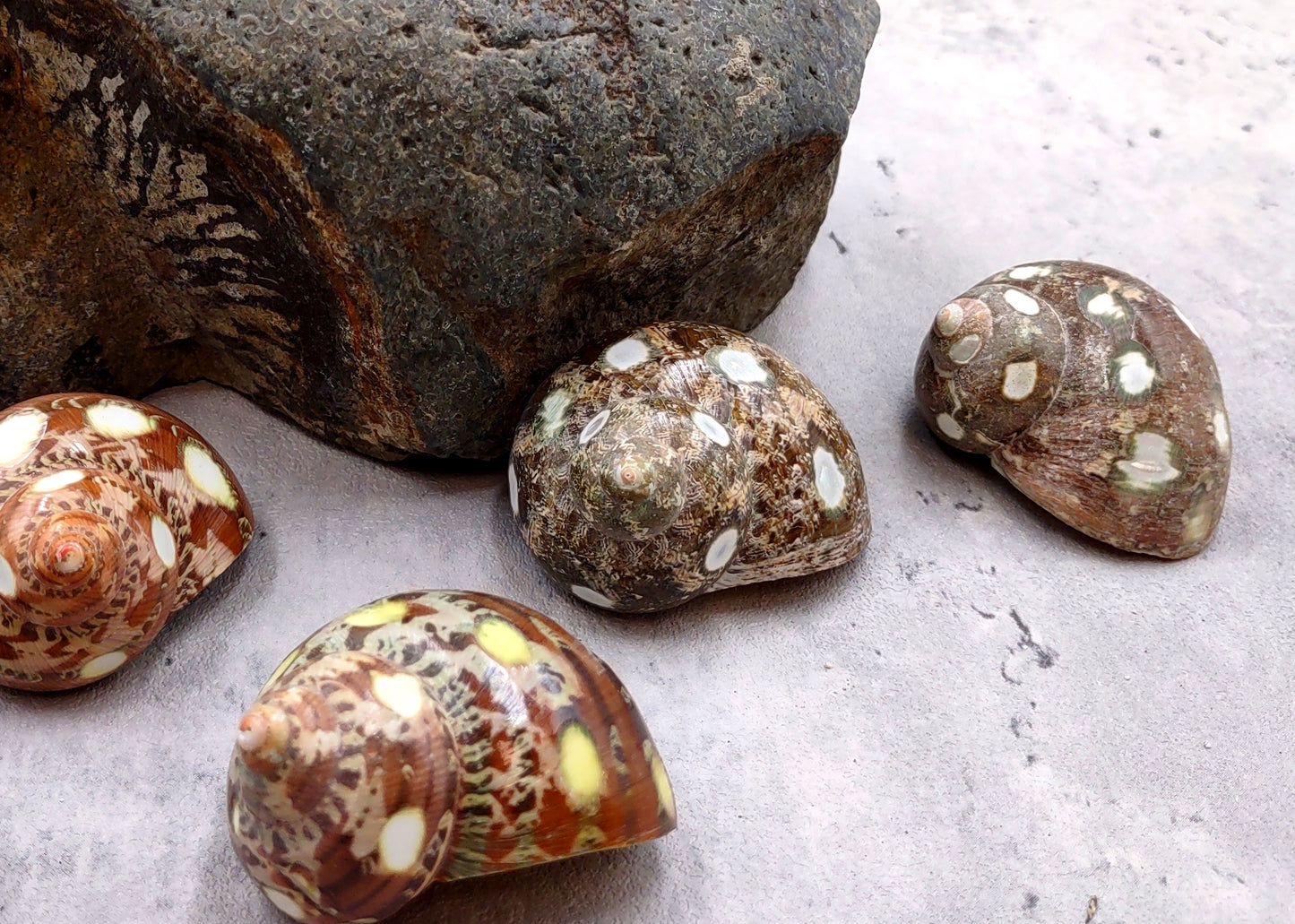 Spotted Turbo Seashells Turbo Petholatus (2 shells approx. 2+ inches) Neat shells for coastal crafting decor & collections!