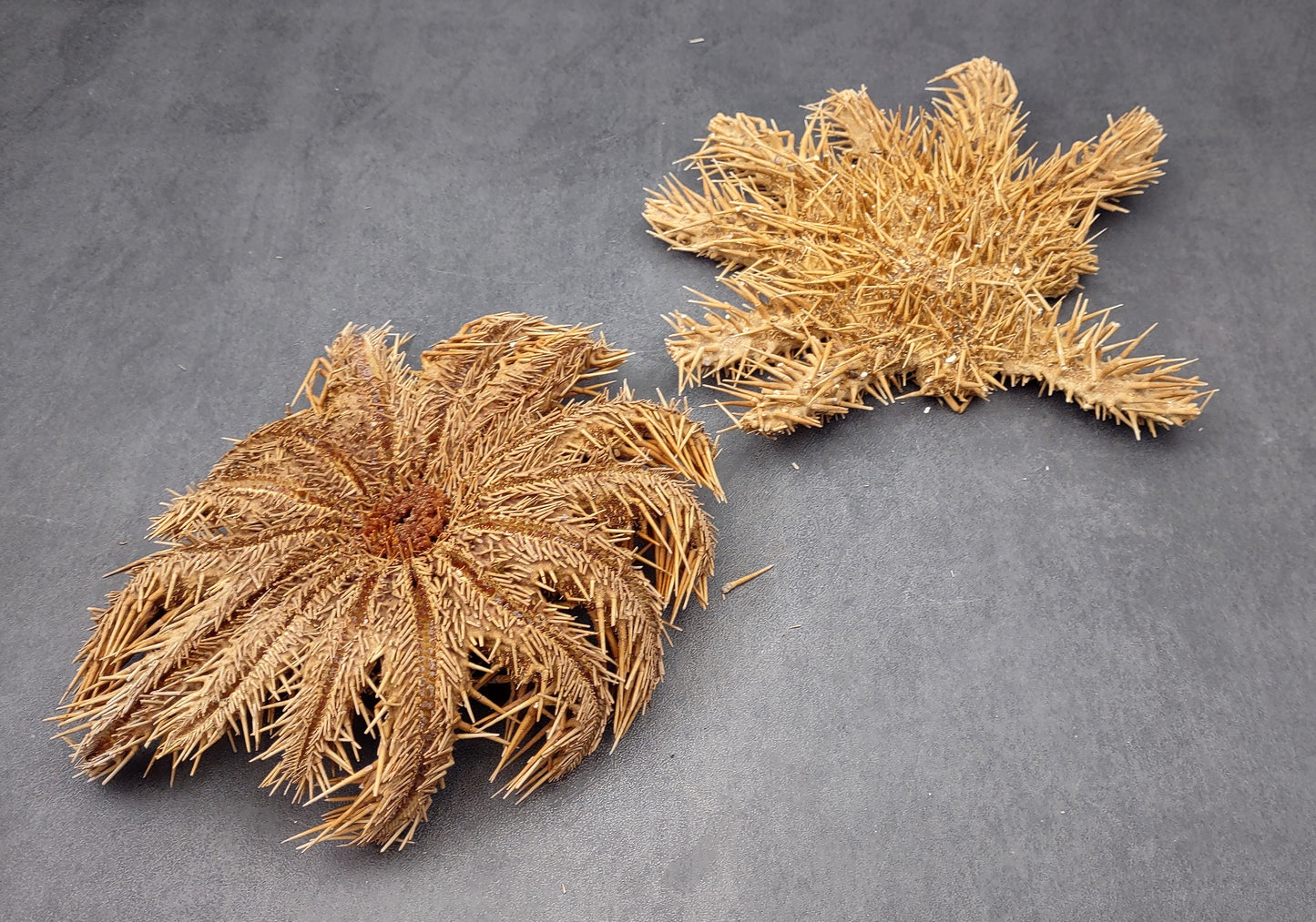 Crown of Thorns Starfish (8+ inches) - Acanthaster Planci. One thorny Starfish. Copyright 2024 SeaShellSupply.com.