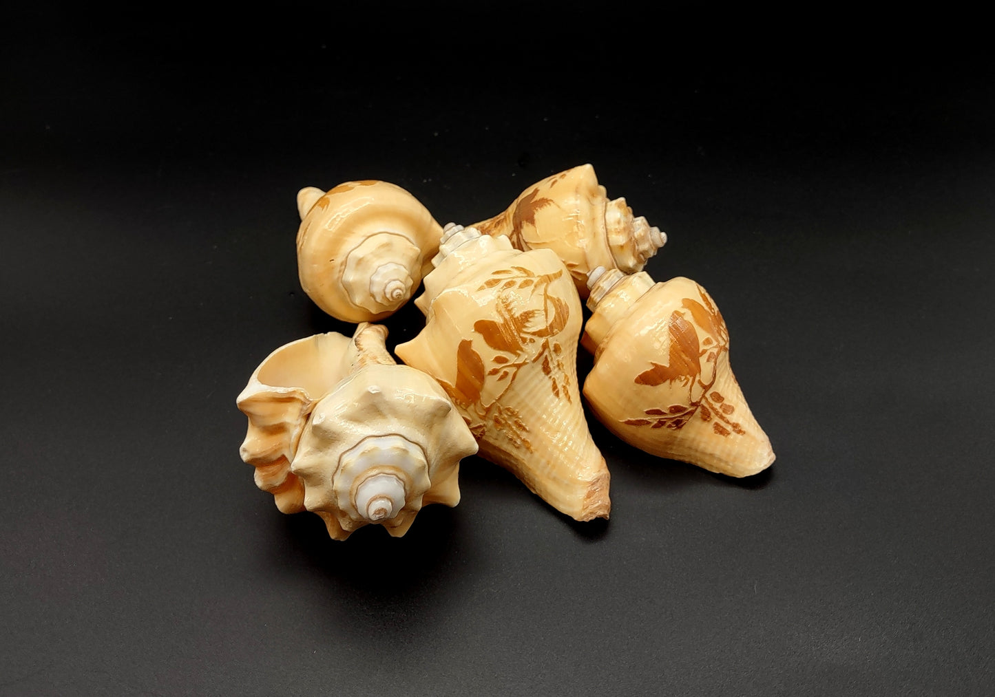 Carved Conch Shell Love Birds (1 shell approx. 3+ inches) Conch shells for coastal crafting display & collecting!