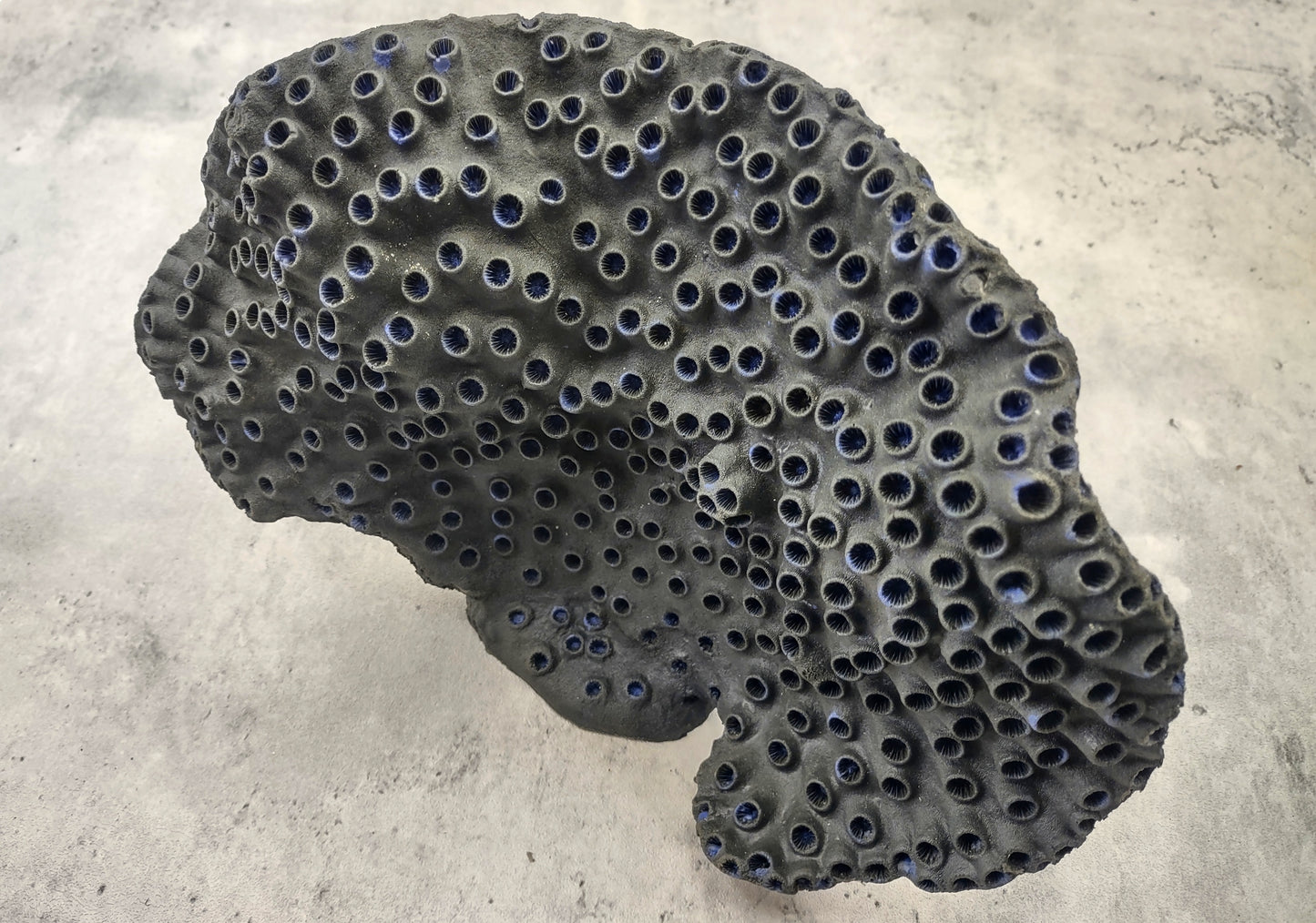 Black Cup FAUX Sun Coral - Tubastrea Peltata - (1 Coral Approx. 10Wx7Dx4T inches). A wide solid black sea fan with several holes and imprints, and a strong round like shaped base. Copyright 2022 SeaShellSupply.com.
