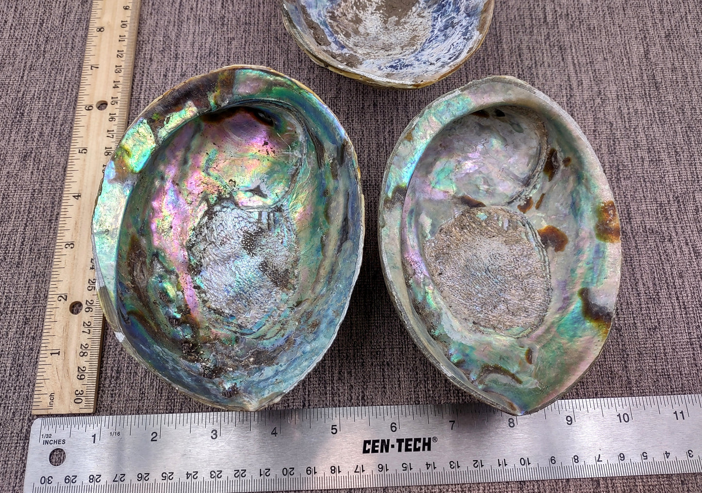 Paua Abalone Seashell Dish with Stand (1 shell approx. 5-5.5+ inches) Copyright 2024 SeashellSupply.com