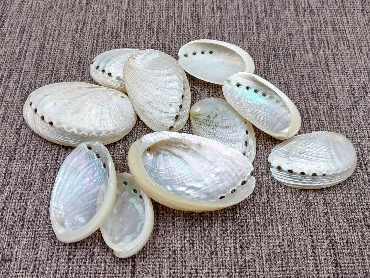 Pearlized Abalone Seashell (10 shells approx. 1-1.5 inches). multiple sand colored shells in pile. Copyright 2022 SeaShellSupply.com.
