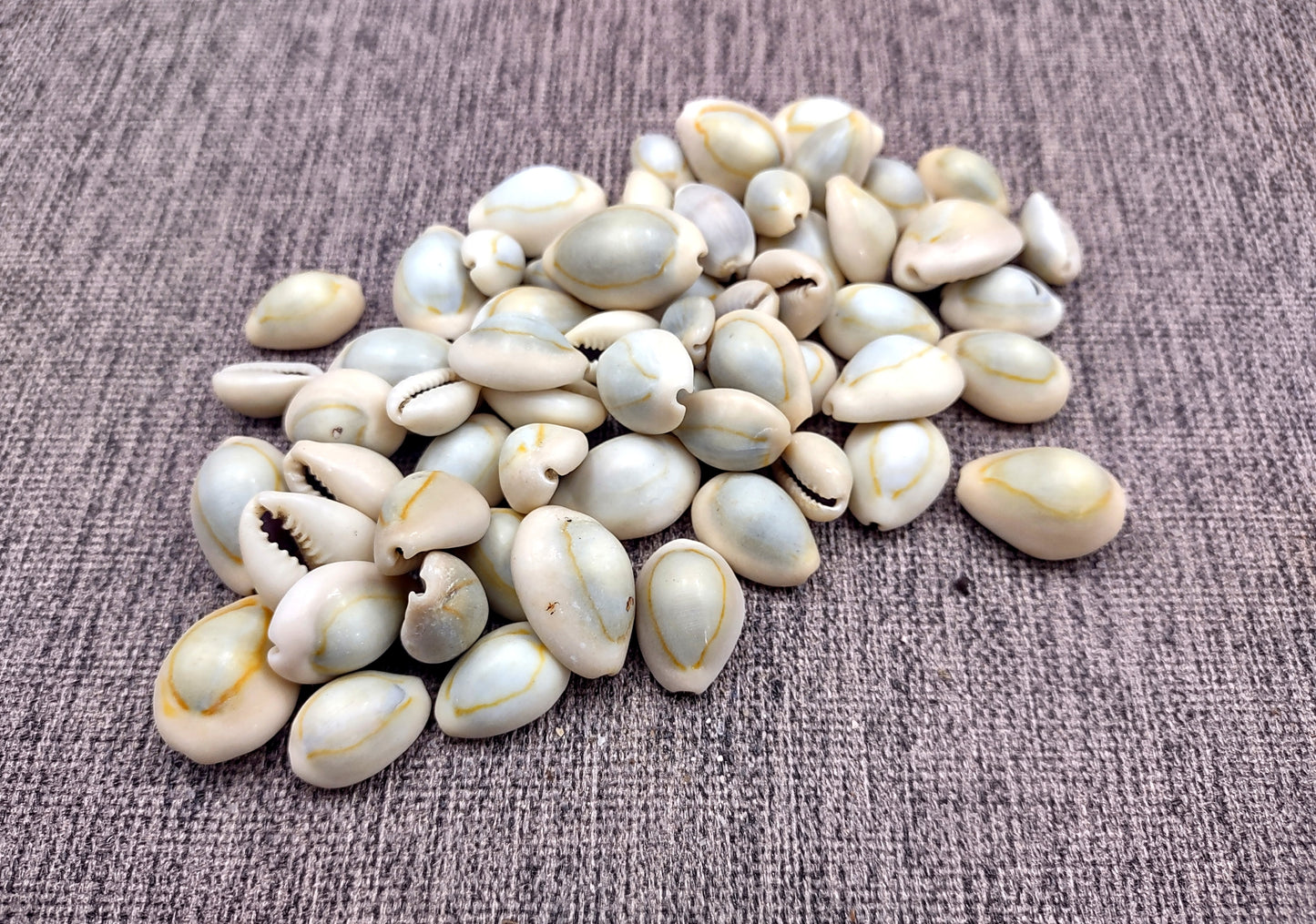 Ring Top Cowrie Seashells - Cypraea Annulus - (approx. 40-50 shells .5-.75 inches) Orange and tan ombre shells in pile. Copyright 2024 SeaShellSupply.com.