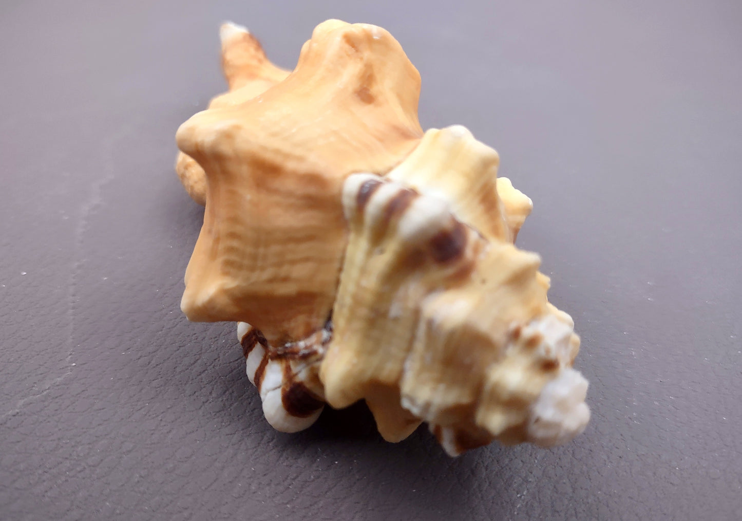 Perry's Triton Seashell Cymatium Peryii (1 shell approx. 3+ inches) Special shells for coastal crafting decor & collections!