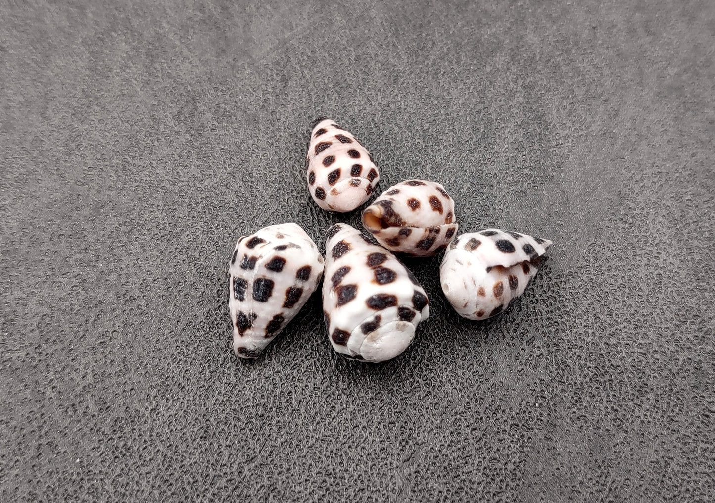 Photo of Extra Small Hebrew Cone Seashells Conus Ebraeus (5 shells approx. 0.25+ inches). Copyright 2024 SeashellSupply.com